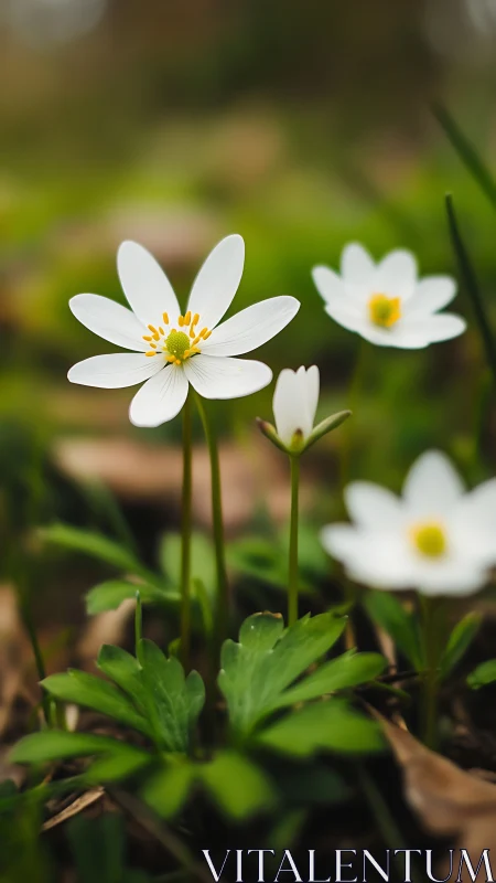 White flowers with yellow centers in natural garden setting.