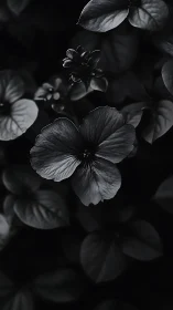 Monochrome Petals. High-contrast botanical study in black and white light.