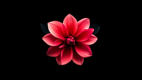 Radial symmetry study of luminous red dahlia on void field.