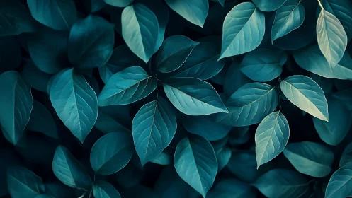 Overhead view shows dense overlapping teal-toned leaves