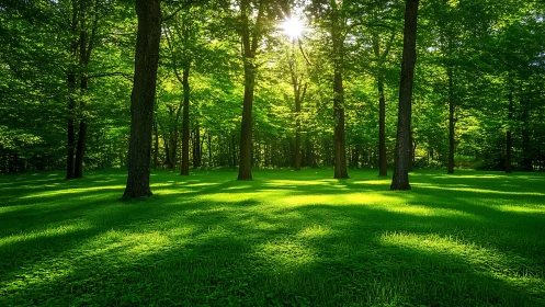 Sunlit Forest with Lush Green Grass in Serene Natural Setting.