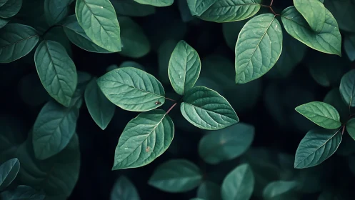 Leaf cluster macro captures venation detail under soft diffuse light