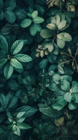 Lush green leaves create a calm, welcoming forest embrace