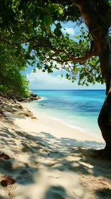 Tropical Beach Framed by Ancient Tree Canopy and Turquoise Waters