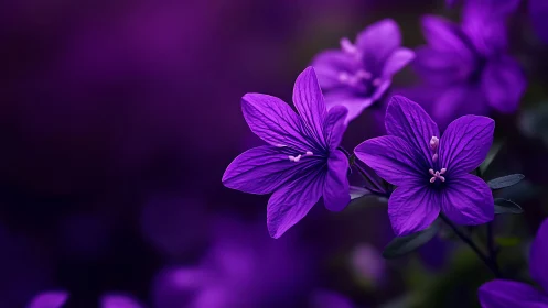 Purple flowers with detailed petal structure photographed in close-up.