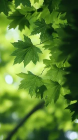Maple leaves catch soft backlight in lush green canopy