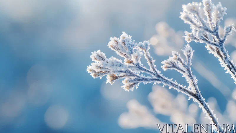 Frost-Kissed Winter Blooms Sparkle in Crisp Morning Light
