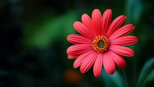 Red Gerbera Daisy in Sharp Focus Against Green Blur.