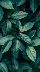 Gentle forest leaves overlap softly in calming green layers