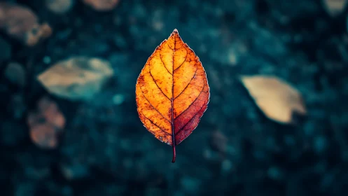 Single autumn leaf glows warmly against a cool blur