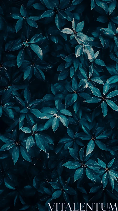 Overhead view isolates teal foliage in low-key botanical study