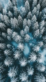 Vertical aerial view of snow laden conifer canopy forming radial crowns