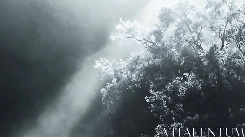 Sunlight Filtering Through Misty Forest Canopy in Monochrome Style.