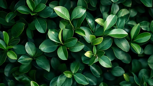 Dense green foliage with glossy oval leaves in focus.