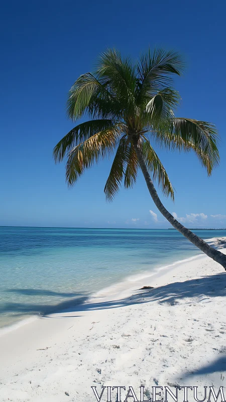 Leaning Coconut Palm with Turquoise Lagoon Seascape, Tropical Beach