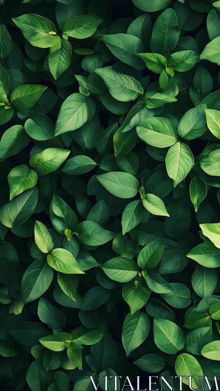 Leafy emerald tapestry woven from overlapping garden greens.