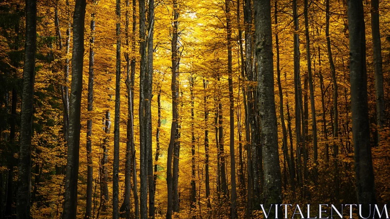 Autumnal Forest Canopy With Radiant Golden Foliage and Vertical Trunk Perspective.