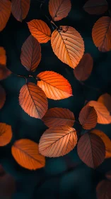 Macro optical study of autumnal leaves in shallow depth field.