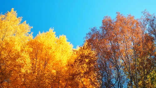 Autumn deciduous tree canopy under clear blue sky.