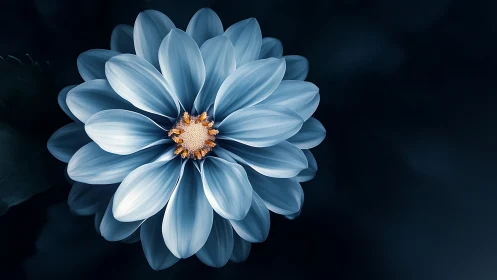 Blue and White Flower with Gold Center on Dark Background