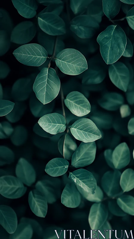 Midnight leaves whisper softly in a teal-tinted forest hush