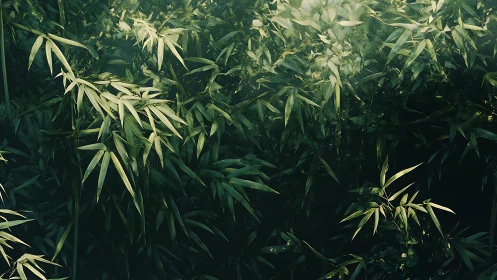 Dense bamboo foliage under diffused backlight reveals layered depth