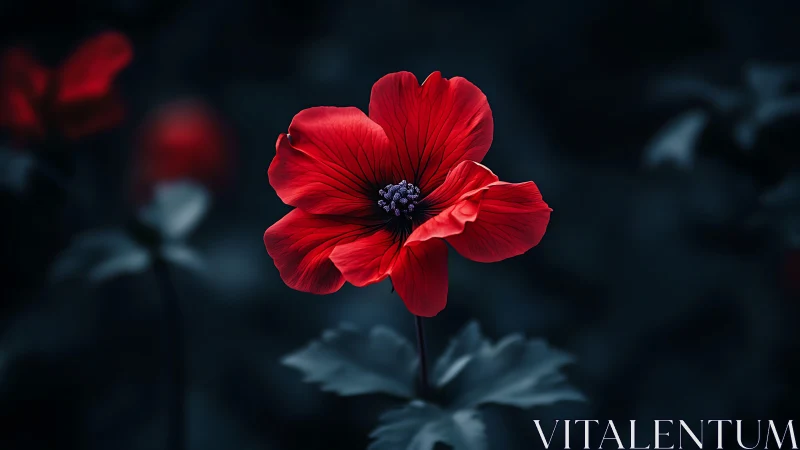 Red Anemone Flower Against Dark Background