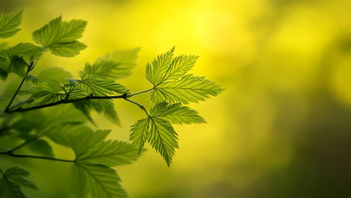 Green backlit leaves extend sharply against blurred yellow