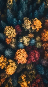 Chromatic forest tapestry from an autumn dreamscape sky.