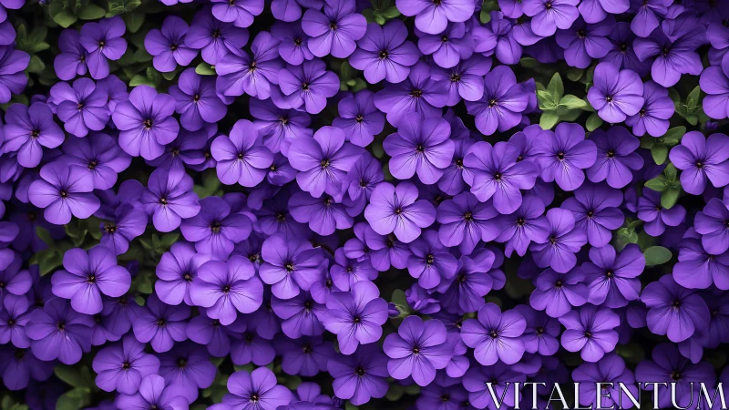 Vibrant Purple Petunias in Full Bloom Dense Botanical Display.