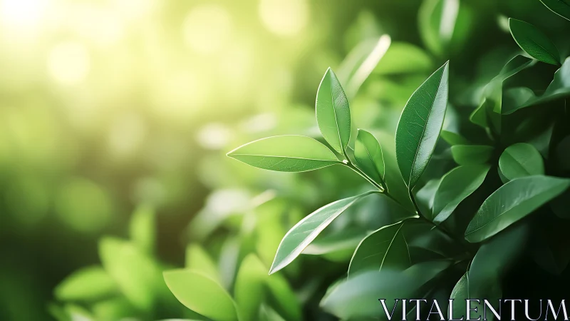Sunlit Green Leaves in Soft Focus Nature Photography.
