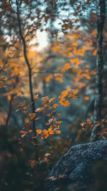 Autumn forest branch with orange leaves in soft focus.