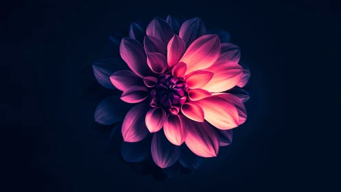 Neon Dahlia Petals Glow Against Darkness.