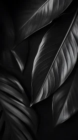 Monochrome tropical leaves with dramatic low-key lighting.