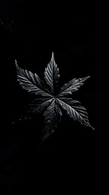 Dark monochrome leaf isolated against deep black field.