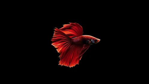Graceful red betta fish gliding through velvety darkness.