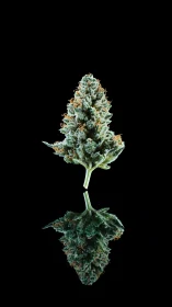 Cannabis bud stands against black with crisp reflection.