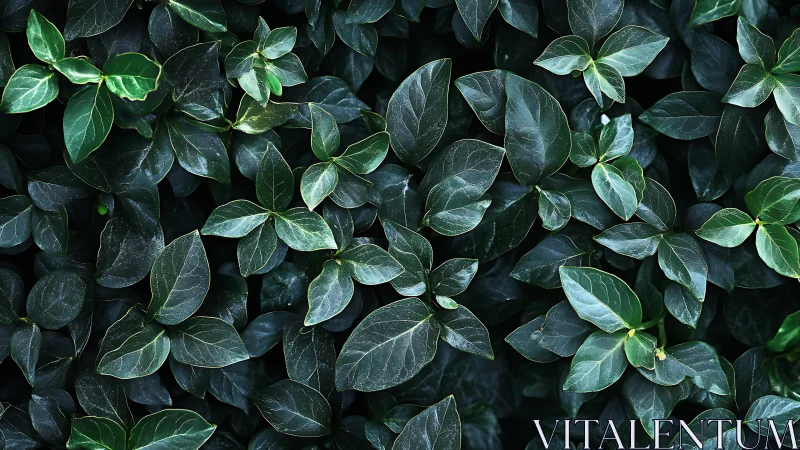 Velvet midnight leaves weaving a quiet forest hush.