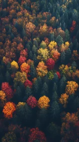 Aerial Autumn Forest Canopy in Vibrant Seasonal Transition.
