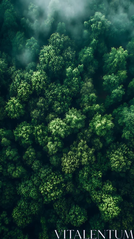 Dense forest canopy viewed from above with mist and atmospheric clouds
