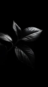Close-up monochrome study of leaves on black background.