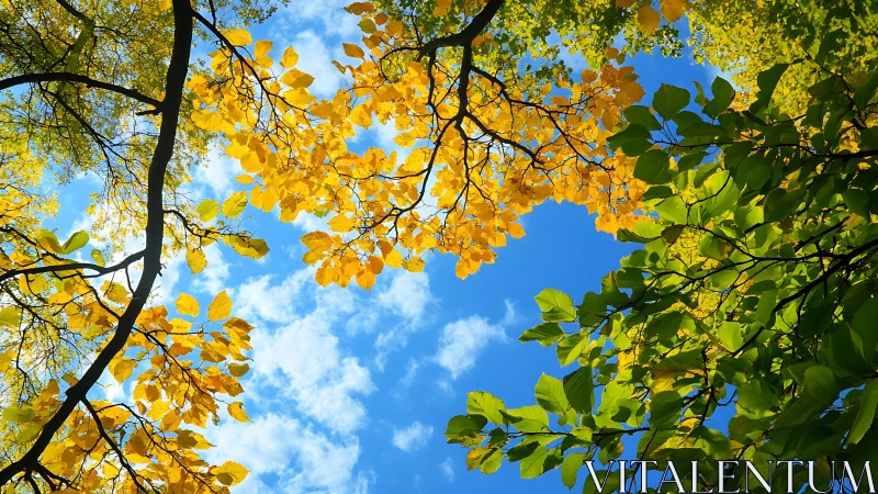 Autumn and summer leaves against blue sky in vibrant nature scene.