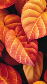 Fiery orange foliage glows with translucent vein detail.