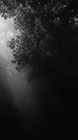 Monochrome forest canopy with diagonal volumetric light beams