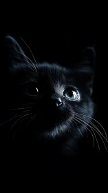 Luminous Feline Gaze: Black Cat's Soul Mirror.