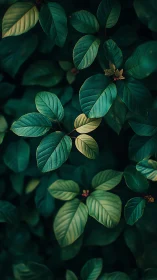 Dark green foliage study with moody natural side lighting.