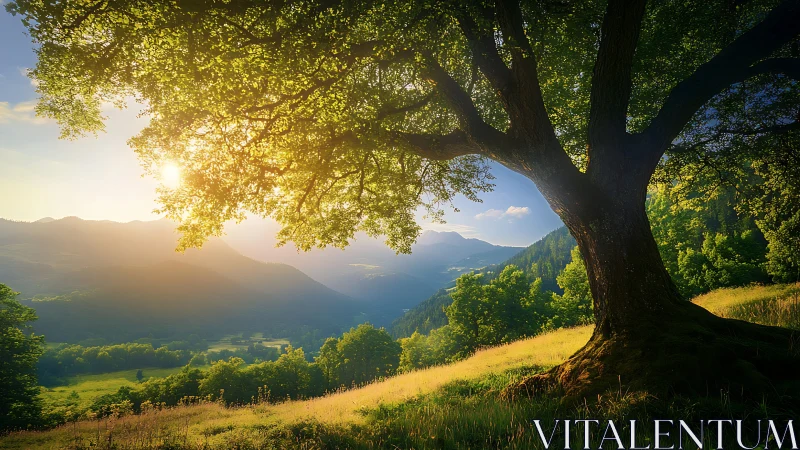 Sunlit hillside oak overlooking layered alpine valley panorama