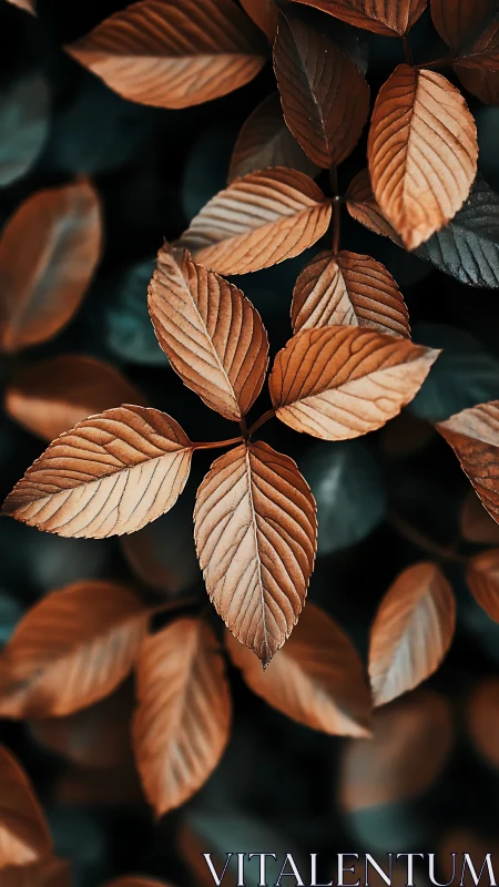 Copperleaf whispers in soft focus over forest shadows.