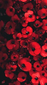 Red poppies displayed against dark background with varied bloom stages.