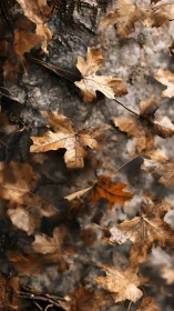 High-depth macro of mottled autumn maple leaves on forest floor